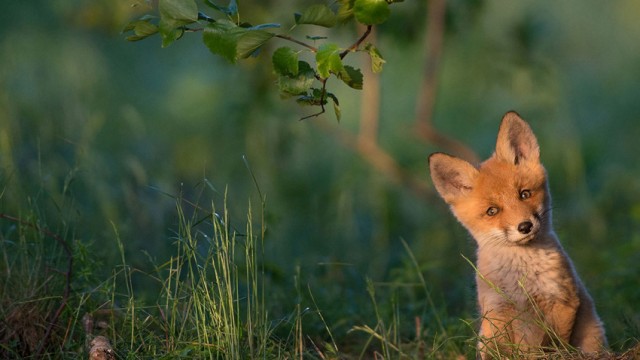 01-red-fox-estonia-850x566