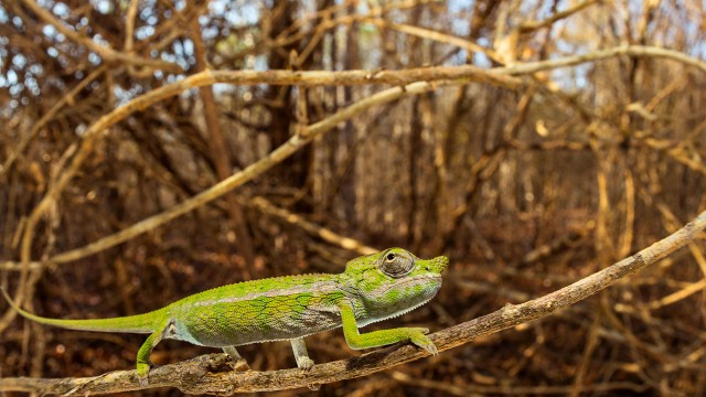 03-NationalGeographic_2298705