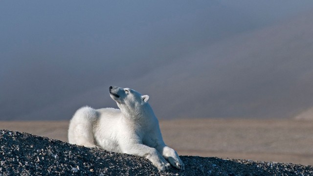 08-polar-bear-beechey-island